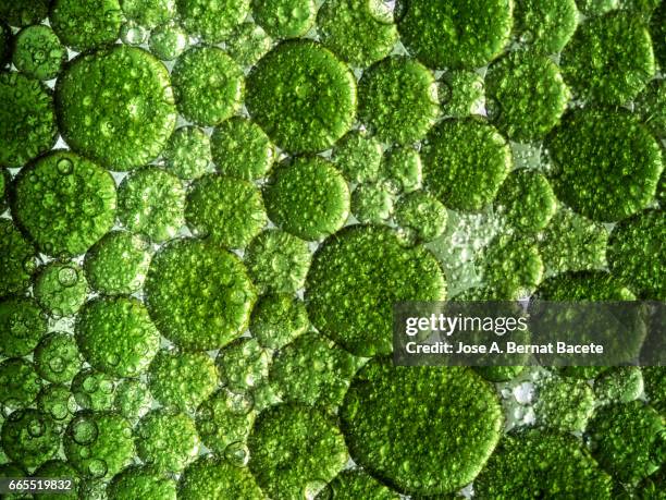 full frame of the textures formed by the bubbles and drops of oil in the shape of circle floating on a green colors background - contaminación photos et images de collection