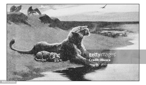 antique photo of paintings: lioness - lioness stock illustrations