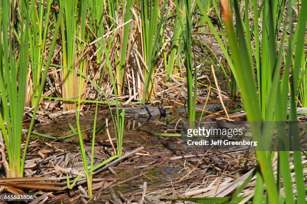 An American alligator nesting in the Sawgrass at Everglades Wildlife Management Area.