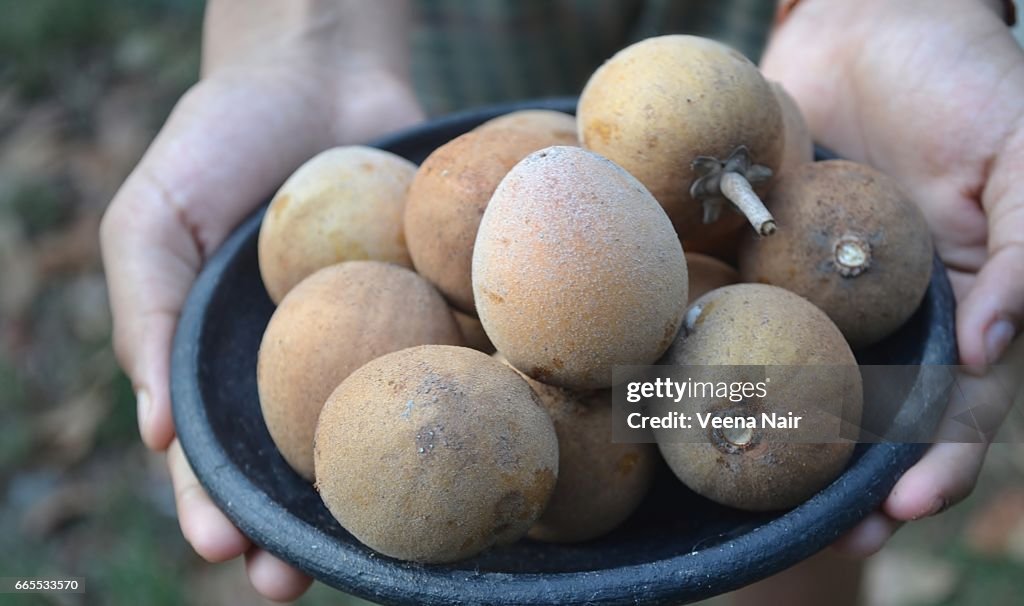 Close-up of hands holding Sapota/sapodilla fruits
