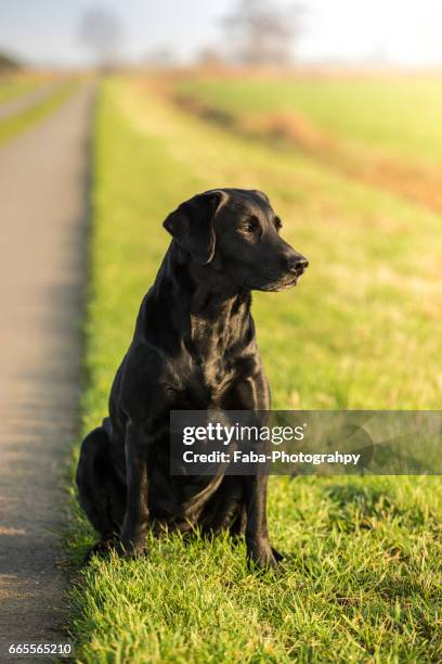 labrador - einzelnes tier stock pictures, royalty-free photos & images