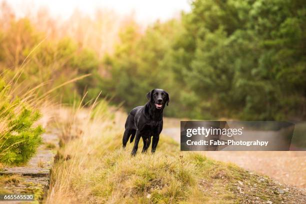 labrador - säugetier fotografías e imágenes de stock