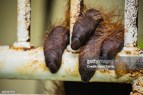 a rescued orangutan from illegal pet trade - animal finger stockfoto's en -beelden