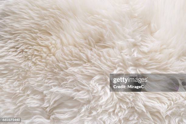 white color sheep fur - agnello animale foto e immagini stock