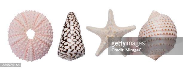 sea shells on white background - starfish stockfoto's en -beelden