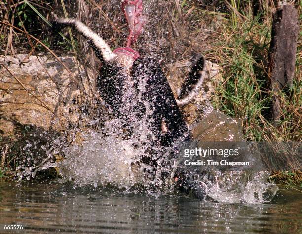 An 11-foot bull alligator shakes a smaller gator that it has killed June 24, 2000 in the Turner River of the Big Cypress Preserve in the Everglades,...