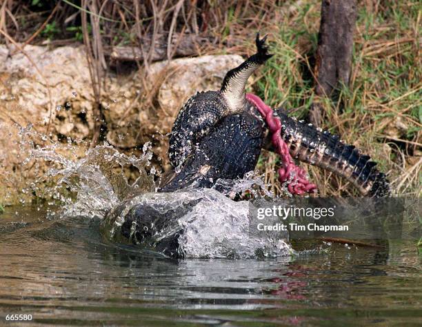 An 11-foot bull alligator shakes a smaller gator that it has killed June 24, 2000 in the Turner River of the Big Cypress Preserve in the Everglades,...