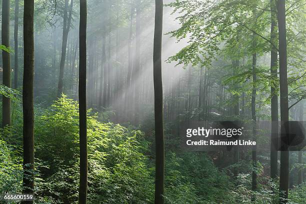 forest with haze and sunbeams in the morning - laudenbach stockfoto's en -beelden
