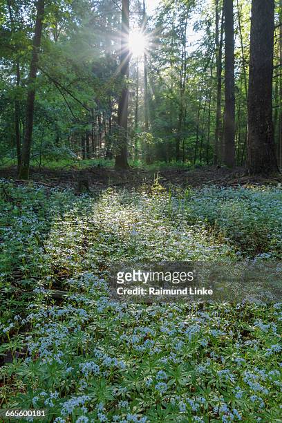 woodruff, galium odoratum, in forest with sun - galium stock pictures, royalty-free photos & images