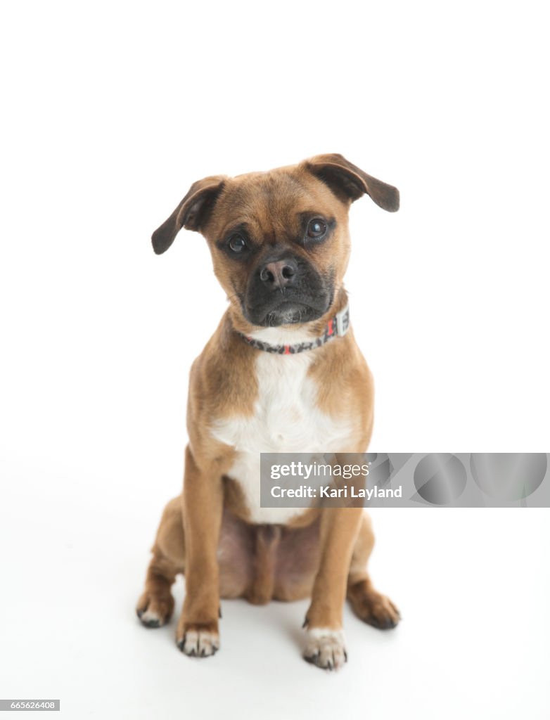 Puggle boy