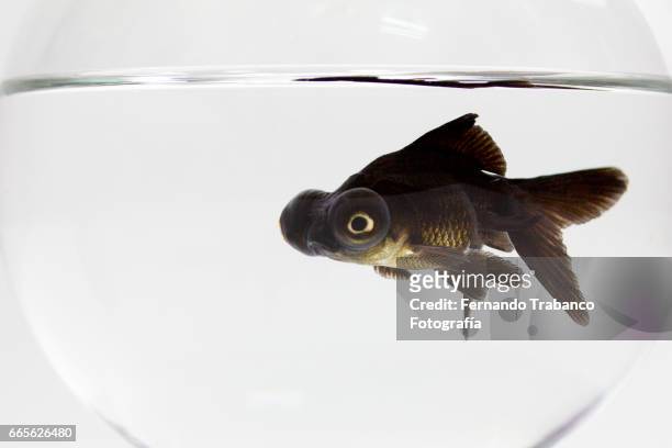 telescopic goldfish or black moor swimming in a fish tank - wind river film 2017 stock-fotos und bilder
