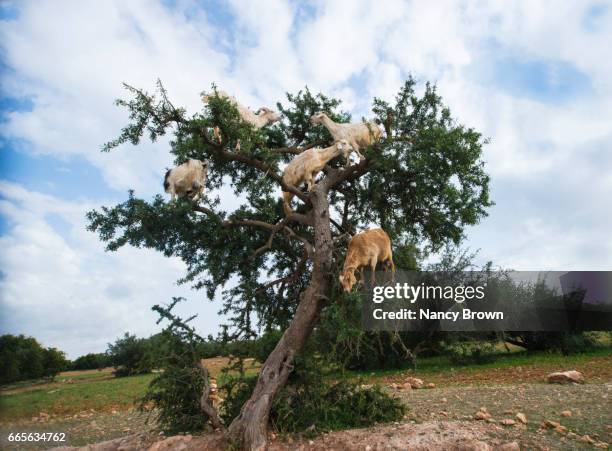 goats climbing up and eating the seeds of the argan trees in morocco. - argan stock pictures, royalty-free photos & images