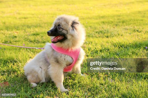 puppy on a leash - animal harness stock pictures, royalty-free photos & images