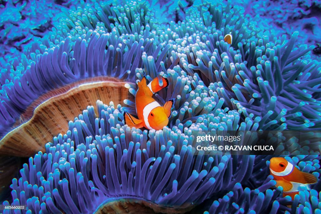 Clownfish