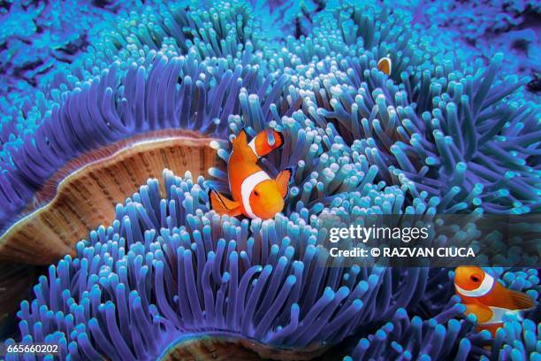 clownfish - 礁 ストックフォトと画像