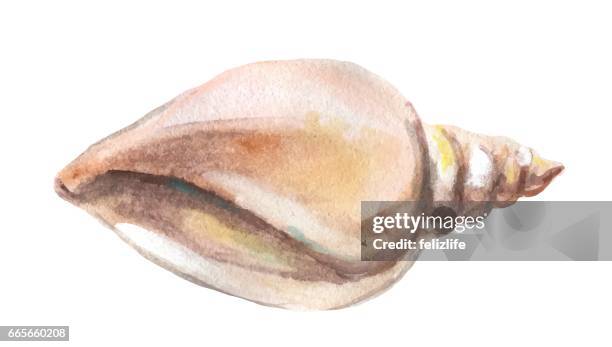 watercolor seashell - seashell art stock illustrations