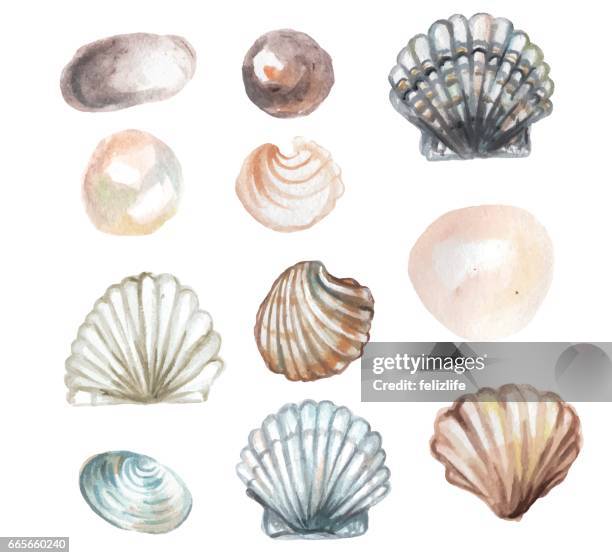 watercolor seashell - shell stock illustrations