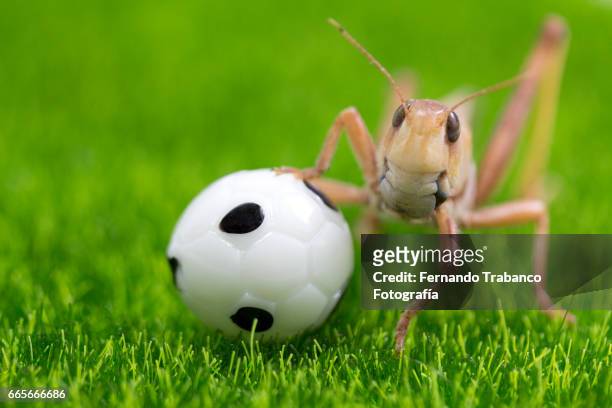 animal insect grasshopper playing soccer with football ball - cricket insect photos stock pictures, royalty-free photos & images