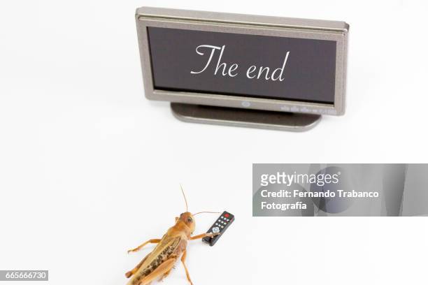animal grasshopper insect with tv remote control - disconnect filme imagens e fotografias de stock