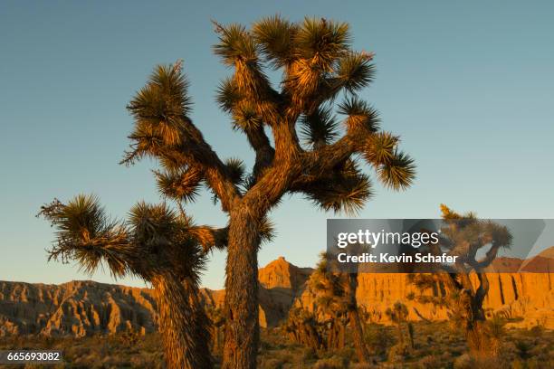 joshua tree at dawn, red rock canyon, ca - red rock canyon state park california bildbanksfoton och bilder