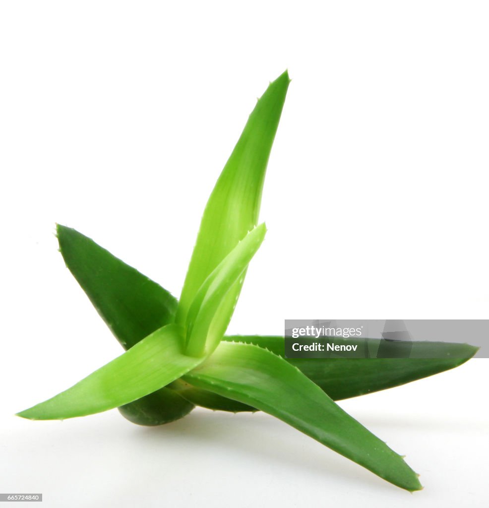 Aloe vera