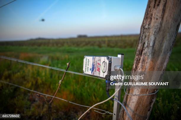 Picture taken on April 07, 2017 shows one temperature sensor in the vineyards at Husseau, near Tours.. The helicopter is used to brew hot air over...