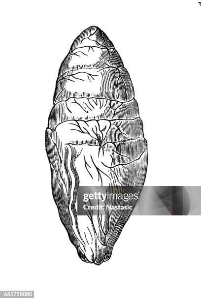 ichthyosaurus egg fossil - fish skeleton stock illustrations