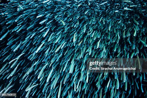 a school of anchovies swims under water surface - anchova peixe imagens e fotografias de stock