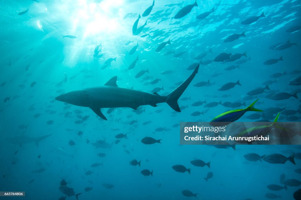 Spinner shark, Carcharhinus brevipinna swims with school of reef fishes