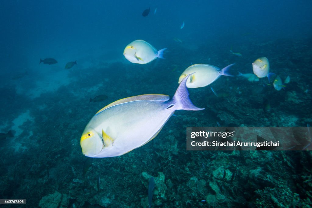 A group of Yellowfin surgeonfish, Acanthurus xanthopterus in the reef