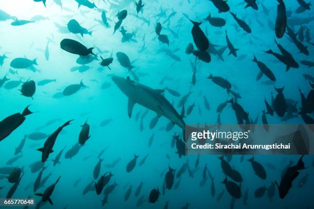 a spinner shark, carcharhinus brevipinna swims among school of fishes - chondrichthyes stock-fotos und bilder