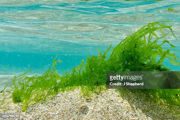 sea grasses in shallow clear sea - zeegras stockfoto's en -beelden