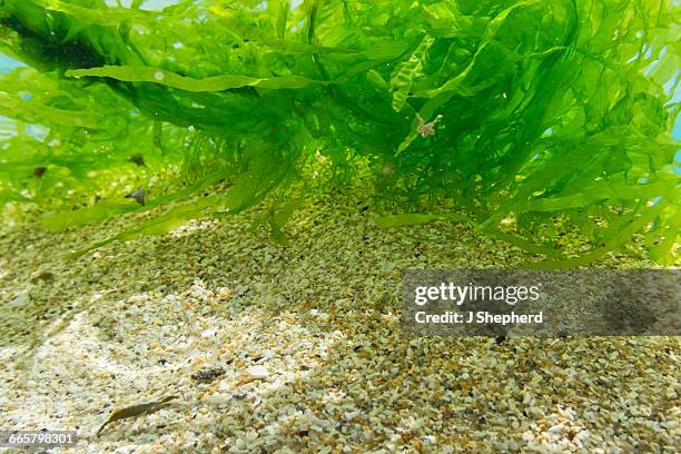 seagrasses floating in the clear sea, cornwall - zeegras stockfoto's en -beelden