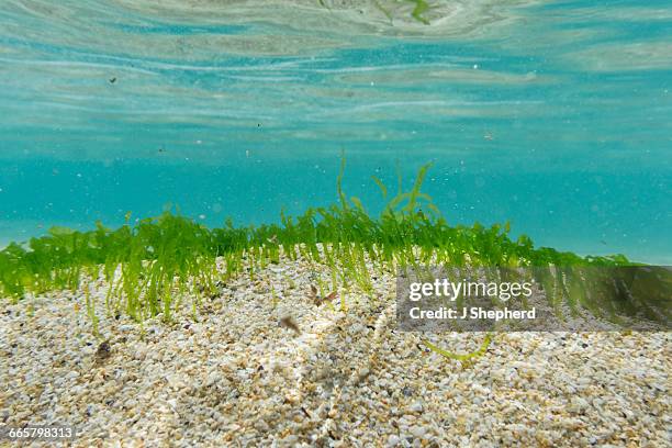 sea grasses on the seabed, pedn vounder - zeegras stockfoto's en -beelden