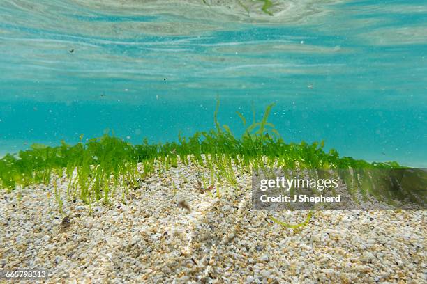 sea grasses on the seabed, pedn vounder - sea grass stock pictures, royalty-free photos & images