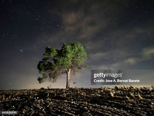 solitary tree on the top of a hill a night of blue sky with stars in movement - paisaje espectacular stock pictures, royalty-free photos & images