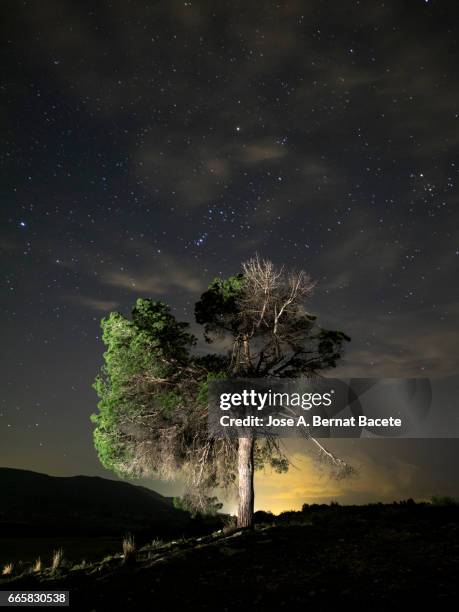 solitary tree on the top of a hill a night of blue sky with stars in movement - paisaje espectacular - fotografias e filmes do acervo