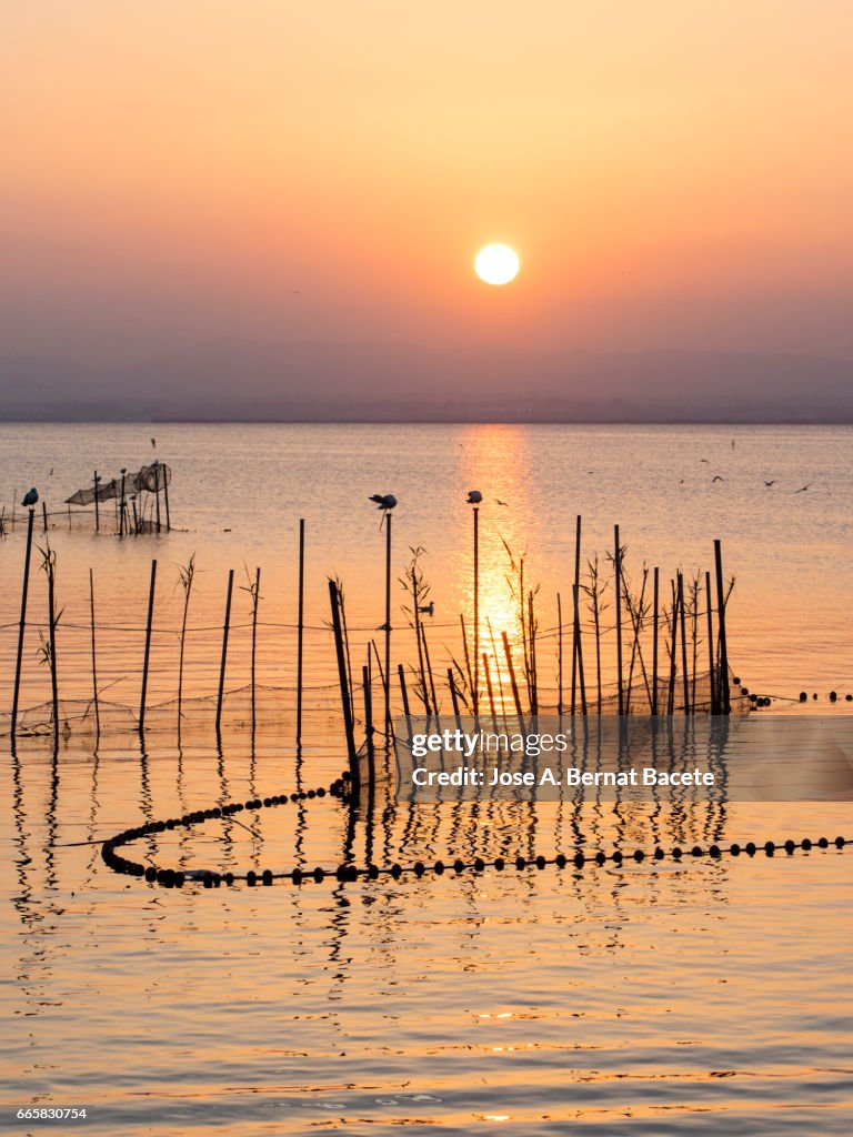 Sunset in Albufera lake, with sticks and handcrafted traps for the fishing, with a boat of wood with passengers in the lake , near Valencia, Spain.