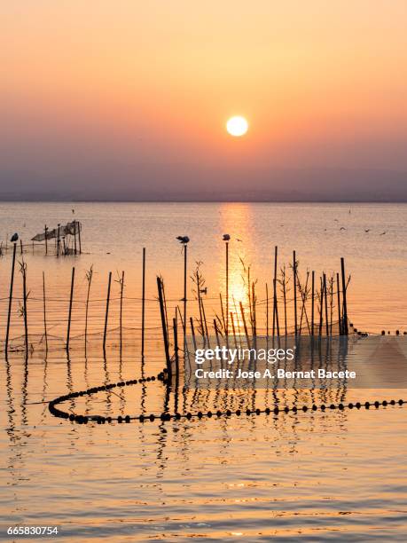 sunset in albufera lake, with sticks and handcrafted traps for the fishing, with a boat of wood with passengers in the lake , near valencia, spain. - silueta stockfoto's en -beelden