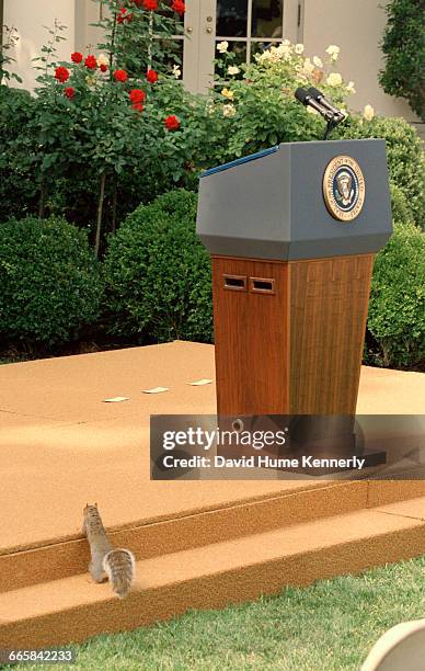 Squirrel approaches the podium in the Rose Garden at the White House September 18, 2001 in Washington, DC. It was on the day President George W Bush...