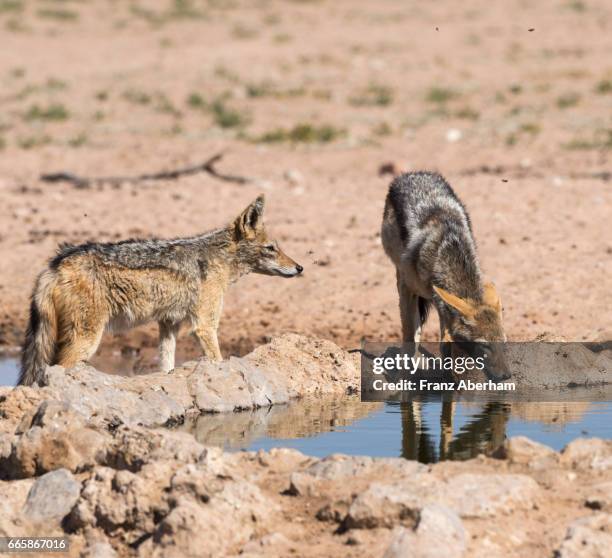 blacked-backed jackel watching a giant wasp, water hole at auob wadi, kgalagadi national park, kalahari, south africa - african wasp stock pictures, royalty-free photos & images