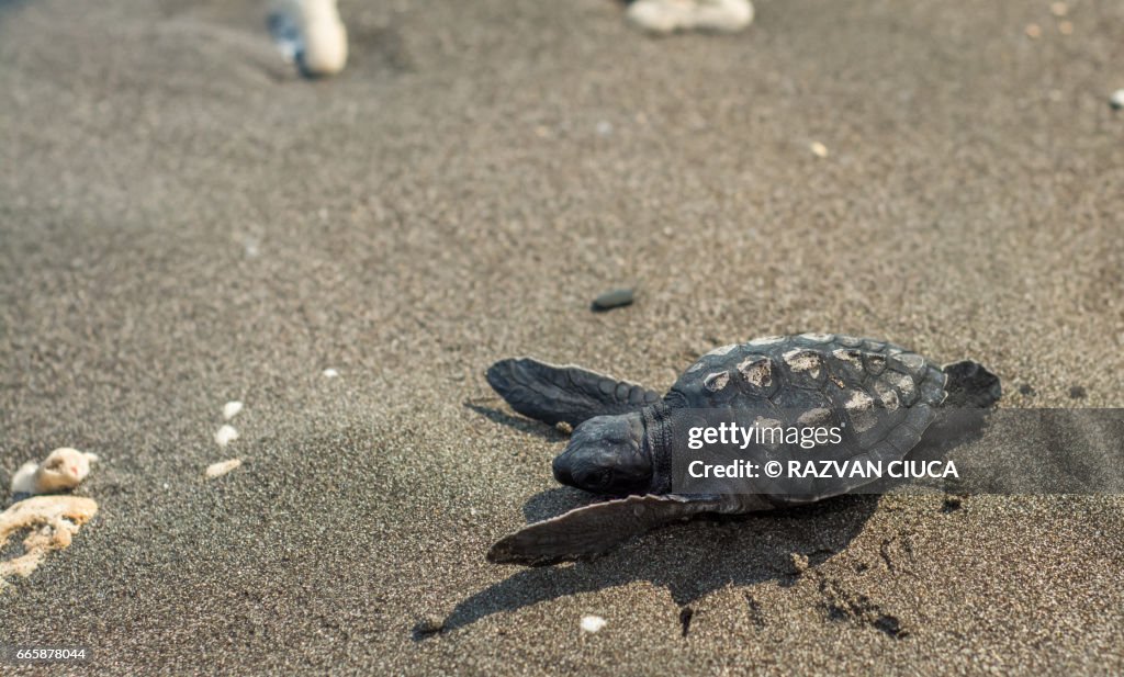 Baby turtle