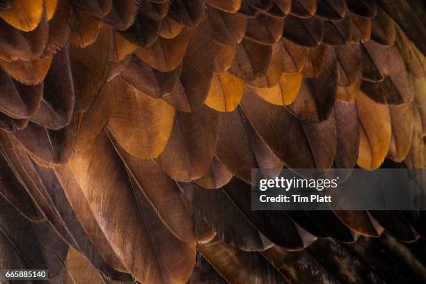 golden eagle's feathers - pluma de ave fotografías e imágenes de stock