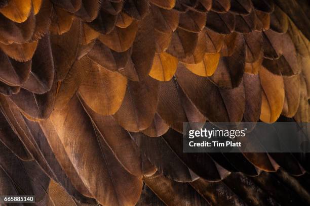golden eagle's feathers - marrone foto e immagini stock