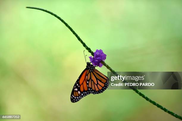 Monarch butterfly is pictured at a butterfly farm in the Chapultepec Zoo in Mexico City on April 7, 2017. Millions of monarch butterflies arrive each...