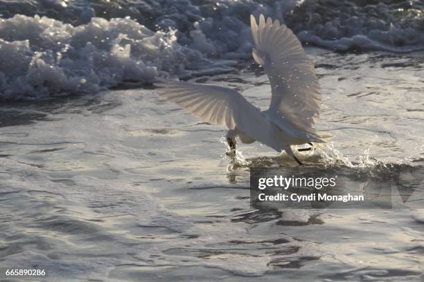 snowy egret catching fish - rising damp stock pictures, royalty-free photos & images