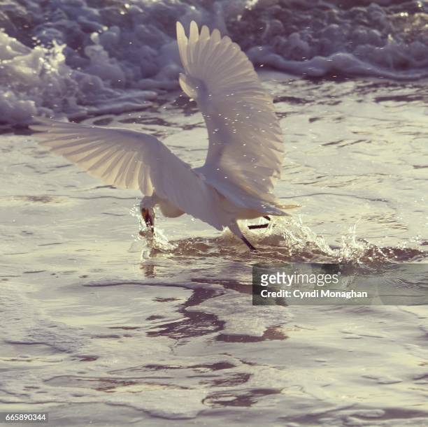 a snowy egret catching a fish - rising damp stock pictures, royalty-free photos & images