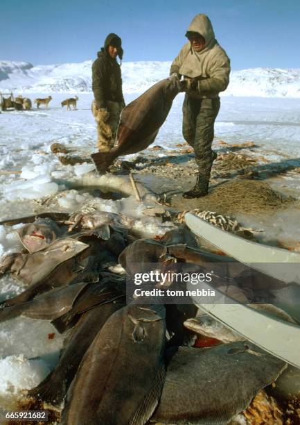 View of a pair of men as they harvest halibut on the ice, Jakobshavn, Greenland, April 1972. A team of sled dogs is visible in the background.