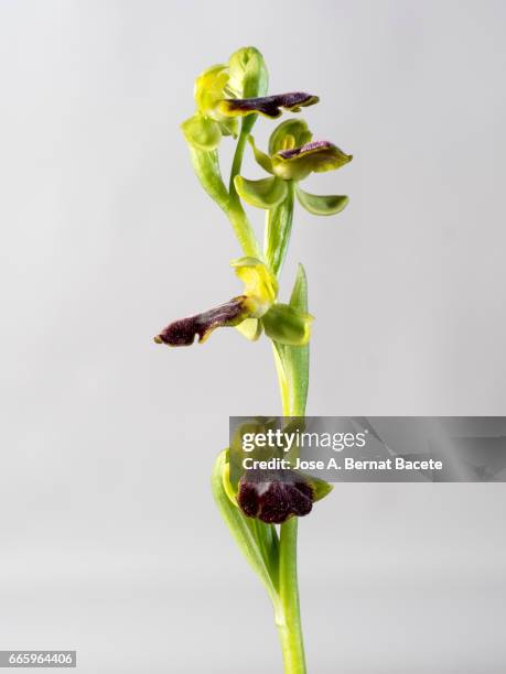 mirror orchid (ophrys speculum), valencia, spain - cabeza de flor foto e immagini stock