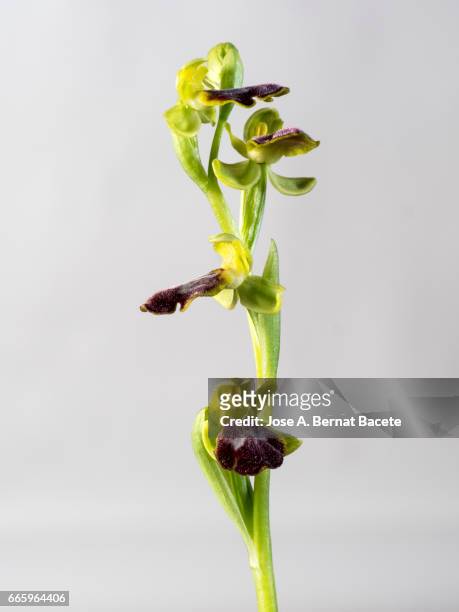 mirror orchid (ophrys speculum), valencia, spain - frescura stockfoto's en -beelden